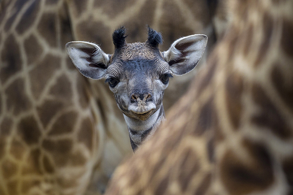 Una jirafa bebé en el San Diego Zoo. Foto: San Diego Zoo