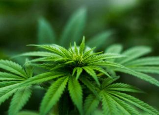 Cada vez existen más países que aprueban el cannabis medicinal. Imagen de Michael Fischer de Pexels https://www.pexels.com/photo/shallow-focus-photography-of-cannabis-plant-606506/